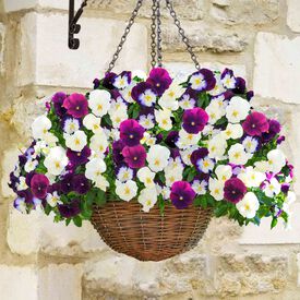 Berries N' Cream Mixture Cool Wave, (F1) Viola Seeds
